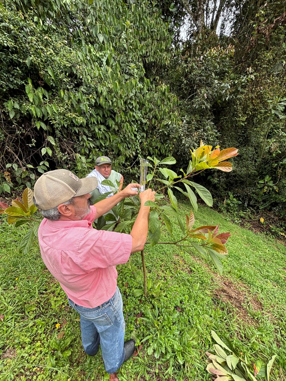 Productor revisando un árbol de aguacate en la finca, origen transparente y local